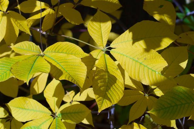 Bottlebrush Buckeye leaves